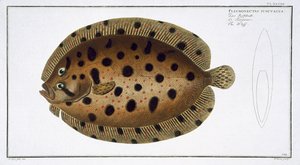 Le Whiff (Pleuronectus Punctatus) planche CLXXXIX de 